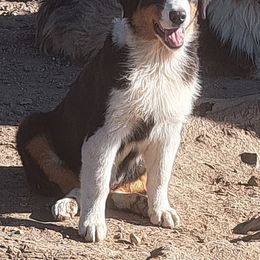 KIMLEE - Black tri-color female Australian Shepherd puppy in Elk Creek, Missouri from Hearts on Fire Australian Shepherds