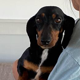 Wynn - Dachshund