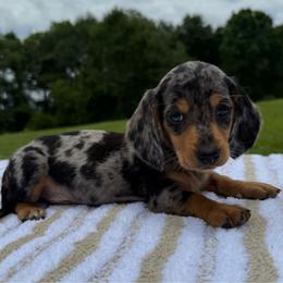 Leo - Dapple male Dachshund puppy in Defuniak Springs, Florida from Anastasia Knight's Cocker Spaniels