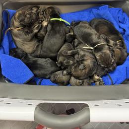 Giant Schnauzer Puppies from Bourbon Country Schnauzers