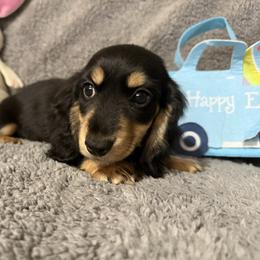 Royal - Black and cream male Dachshund puppy in Ranburne, Alabama from Camdox