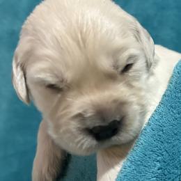 Percy - Light golden male Golden Retriever puppy in Ennis, Texas from Amberidge Golden Retrievers