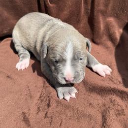 Girl 4 - Blue fawn female American Pit Bull Terrier puppy in Stanwood, Washington from Barajas Family Ranch