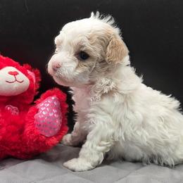 Jenny - White female Poodle puppy in Walterboro, South Carolina from Puddlejumpers