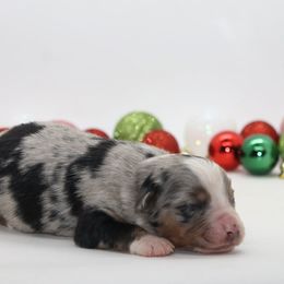 Female 1 - Blue merle female Miniature American Shepherd puppy in Childress, Texas from Taylor Farms