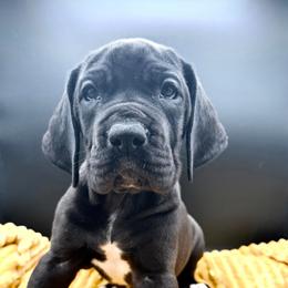 Bunty - Black female Great Dane puppy in White City, Kansas from Southwind Great Danes