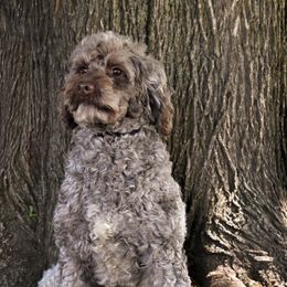 Lindy - Goldendoodle