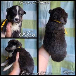 Kira - Black tan and white female Siberian Husky puppy in Bloomfield, Indiana from Paiges lil huskies