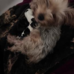 Layla - Parti female Yorkshire Terrier puppy in Kingston, Oklahoma from Lake Life