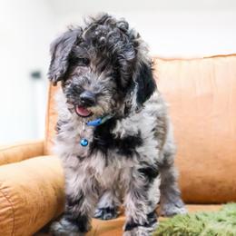 Wells - Blue merle male Bernedoodle puppy in Fort Collins, Colorado from Front Range Family Doodles