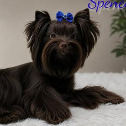 Spencer - Yorkshire Terrier