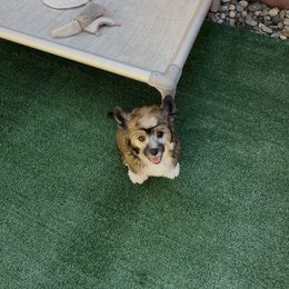 Mochi - Sable male Chinese Crested puppy in Dublin, California from Show Style Chinese Cresteds
