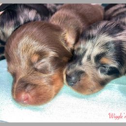 Dachshund and Pug Puppies from Wiggle'n V Ranch