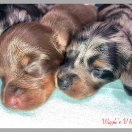 Dachshund and Pug Puppies from Wiggle'n V Ranch