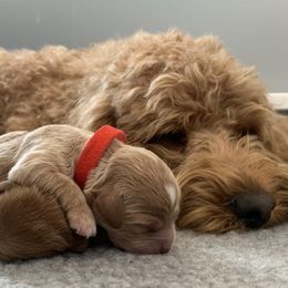 Cavapoo and Goldendoodle Puppies from Destination Doodles