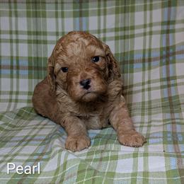 Pearl - Buff and white female Cockapoo puppy in Sunset, Louisiana from Cano Cockapoos