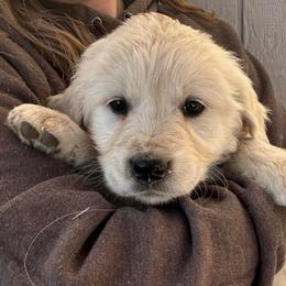 Minerva-yellow collar - Light golden female Golden Retriever puppy in Colorado Springs, Colorado from Sharp Guardians and Goldens
