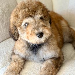 Rose - Sable female Goldendoodle puppy in Twin Falls, Idaho from Burrow & Bone