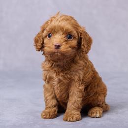 Kade - Red male Cavapoo puppy in Apple Creek, Ohio from Grandeur Valley Puppies