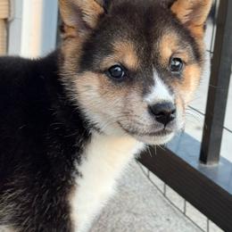 Mocha - Black and tan female Shiba Inu puppy in Elizabeth, New Jersey from Shiba Inu Loving Care