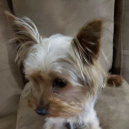 Yorkshire Terriers from Yorkie Paws