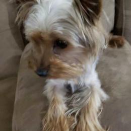 Yorkshire Terriers from Yorkie Paws