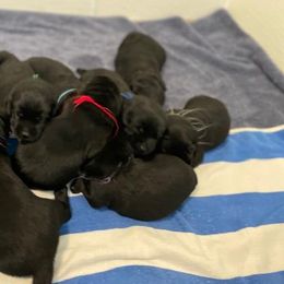 Girl 2 - Chocolate Labrador Retriever puppy in Hutto, Texas from Texas Bluebonnet Labs