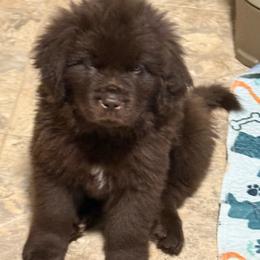 Chex - Brown male Newfoundland puppy in Saukville, Wisconsin from Crossroads Canines ~ Newfoundland Dogs