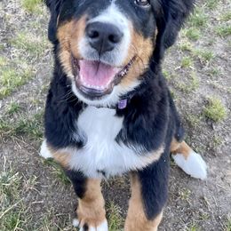 Bernese Mountain Dog Puppies from Hilltop K9