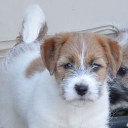 Russell Terriers from Spotswood Jacks