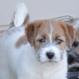 Russell Terriers from Spotswood Jacks