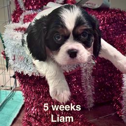 Earl Willington (Liam) - Tri-color male Cavalier King Charles Spaniel puppy in Broken Arrow, Oklahoma from Cavalier King Charles Heartland