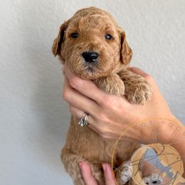 Helena (dark purple collar) - Apricot female Goldendoodle puppy in Murrieta, California from Apricot Poodles & Goldendoodles, LLC