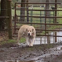 Ava - Central Asian Shepherd Dog
