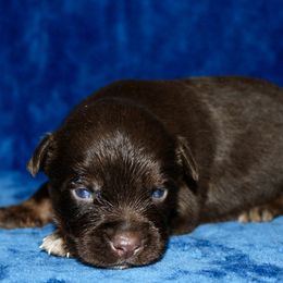 Bronze - Red tri Miniature Australian Shepherd puppy in Paris, Texas from Kuttin’ Up Mini Aussies