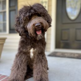 Louie - Australian Labradoodle