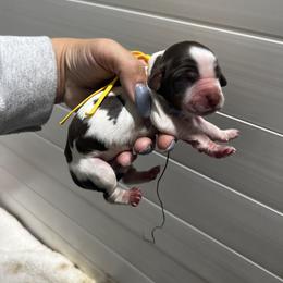 Yellow girl - Tri-Roan female English Springer Spaniel puppy in Fairfield, California from Goldridge Springers