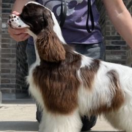 Cocker Spaniels and Whippets from Eaglewings