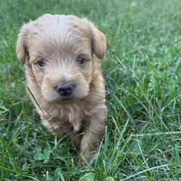 Blossom-Girl 1 - Cream female Assorted Doodle Crosses puppy in River Falls, Wisconsin from Dottie's Doodles