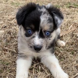 Miniature Australian Shepherds and Toy Australian Shepherds from Aussies by Mary at Temple Ranches