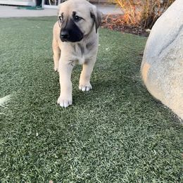 Anatolian Shepherd Dog Puppies from WanderDogs.Co