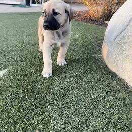 Anatolian Shepherd Dog Puppies from WanderDogs.Co