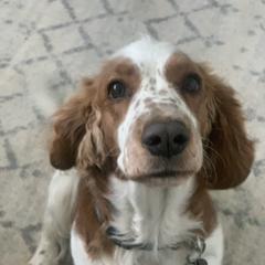 Briar Rose - Welsh Springer Spaniel