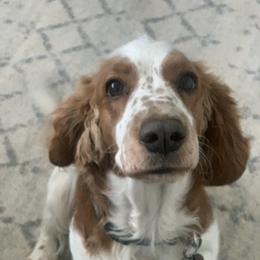 Briar Rose - Welsh Springer Spaniel