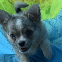 ChooChoo - Blue and tan Chihuahua puppy in Yamhill, Oregon from Diamond Dog Chihuahuas