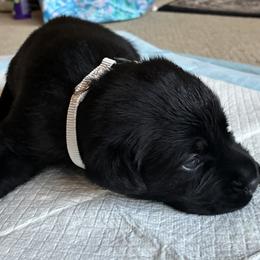 Prince Charming (White) - Black male Labrador Retriever puppy in Tiverton, Rhode Island from Our Little Farm