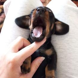Dachshund Puppies from White River Valley Kennel