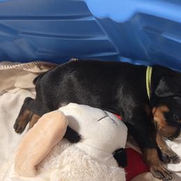 Lime collar boy - Black and rust male Doberman Pinscher puppy in Santa Clarita, California from Riviera Dobermans