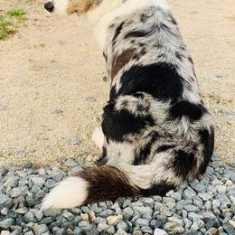 Cardigan Welsh Corgi puppies from Leather & Lace