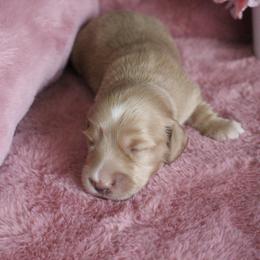 Tootsie - Cream female Dachshund puppy in Pace, Florida from Shoebox Doxie’s